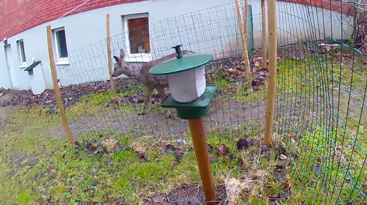 R&aring;djuret reagerar inte p&aring; Revira.jpg