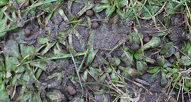 Revira viltgranulat p&aring; marken.png