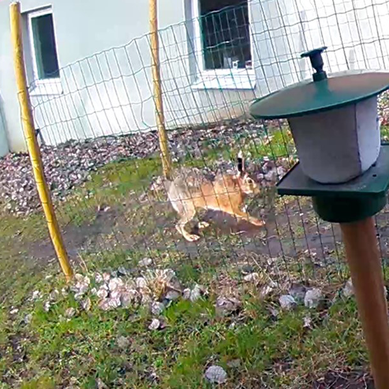 Bild på hare från test 