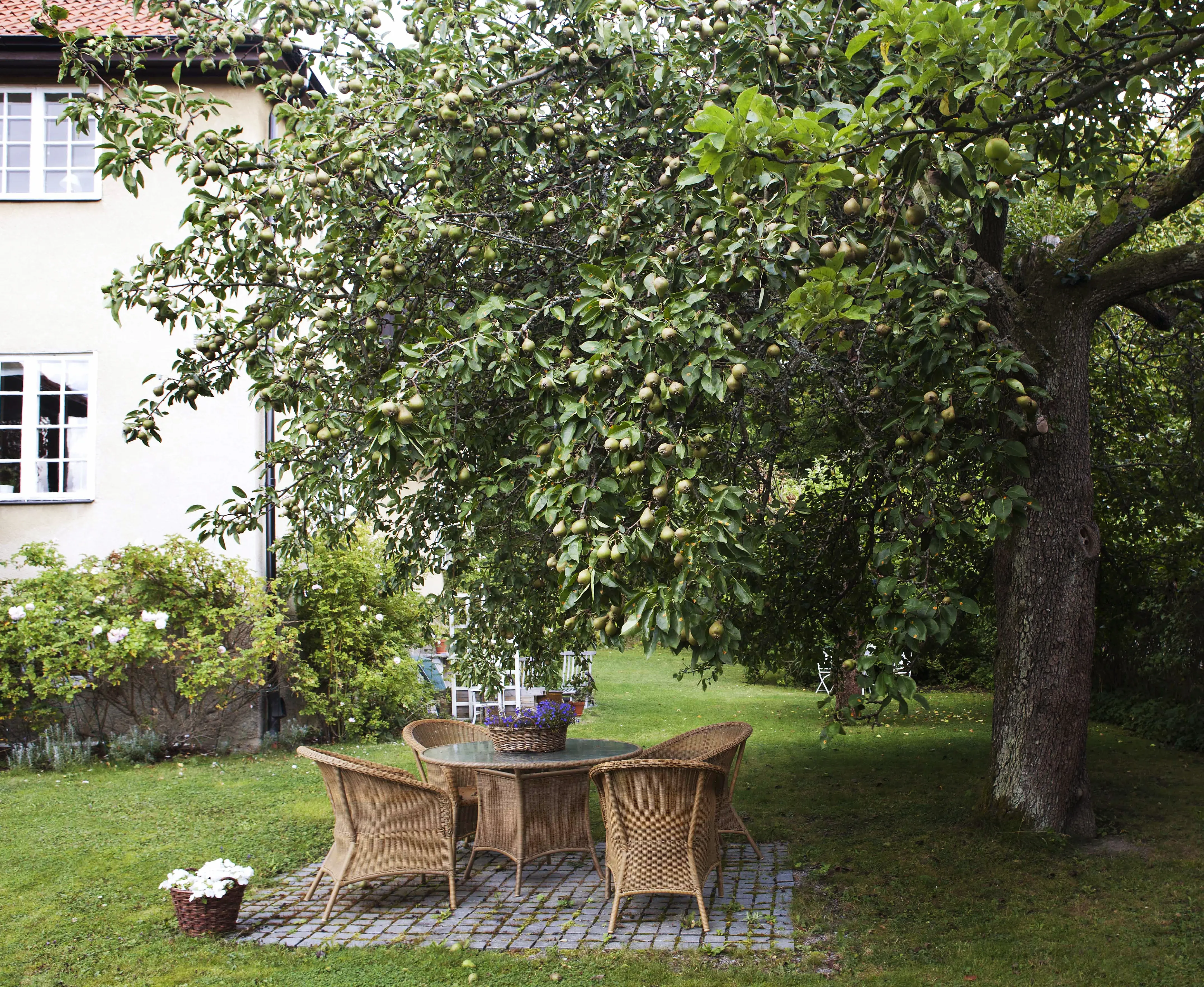 Plantera päronträd för bra skörd | Villaägarna