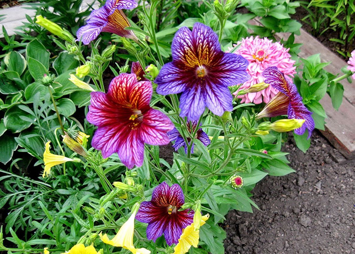 Trumpetblommor