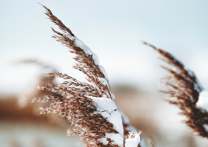 Vass i snölandskap