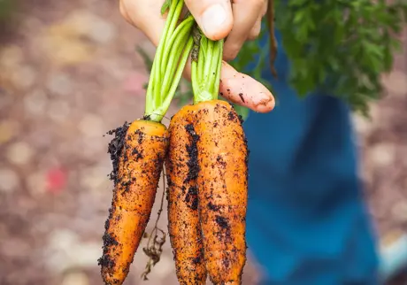 Morötter med jord på i trädgård