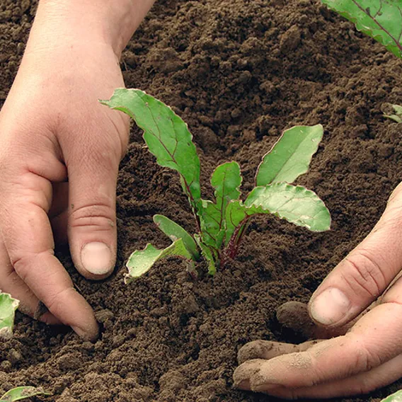 Händer i jord och salladsblad