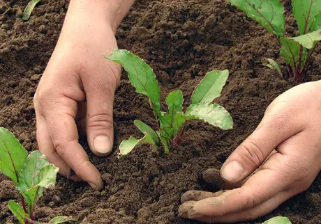 Händer i jord och salladsblad