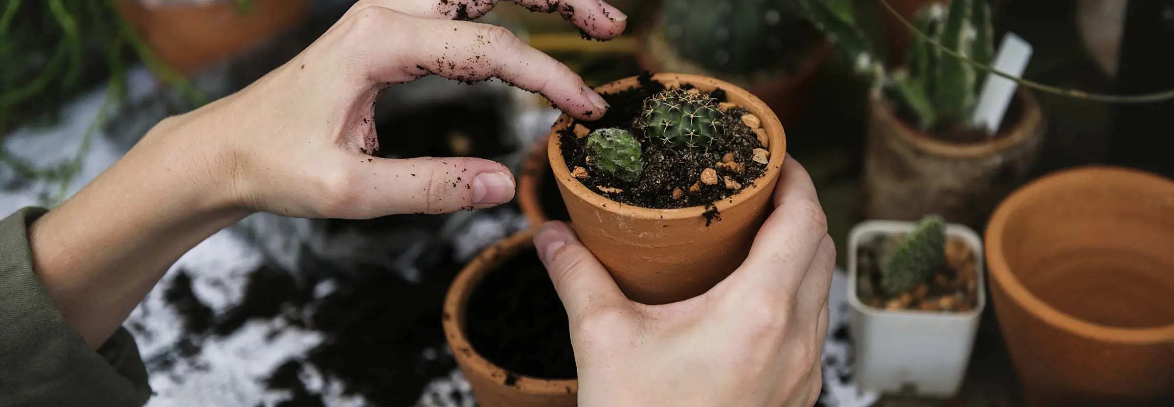 Händer planterar kaktus