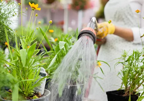 Vattna blommor med trädsgårdsslang