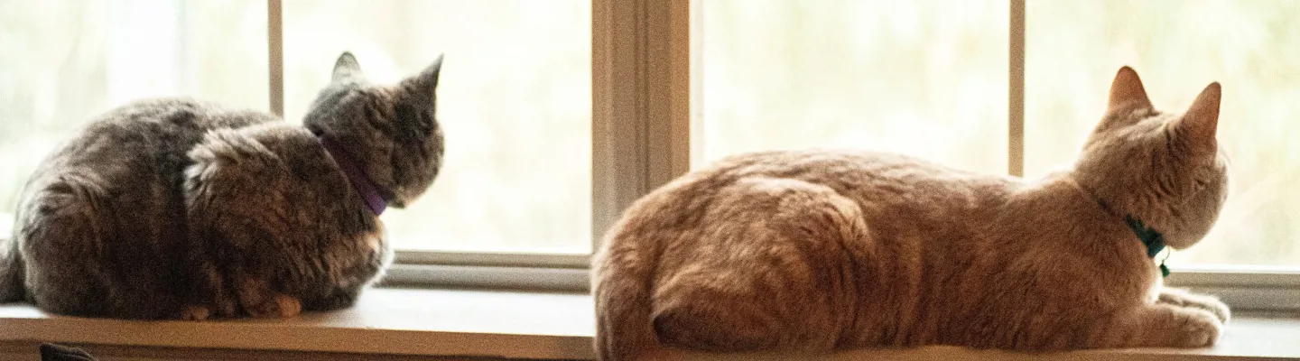 Två katter på fönsterbräde tittar ut genom fönstret