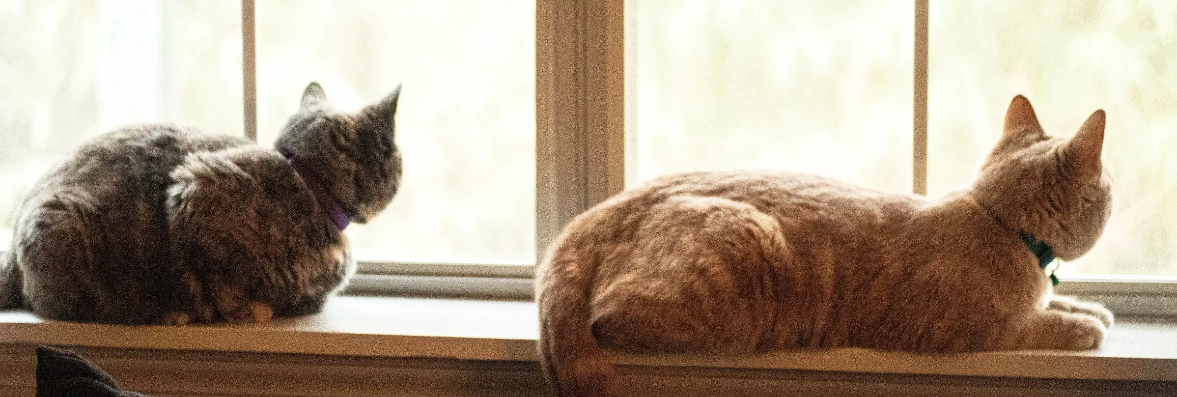 Två katter på fönsterbräde tittar ut genom fönstret