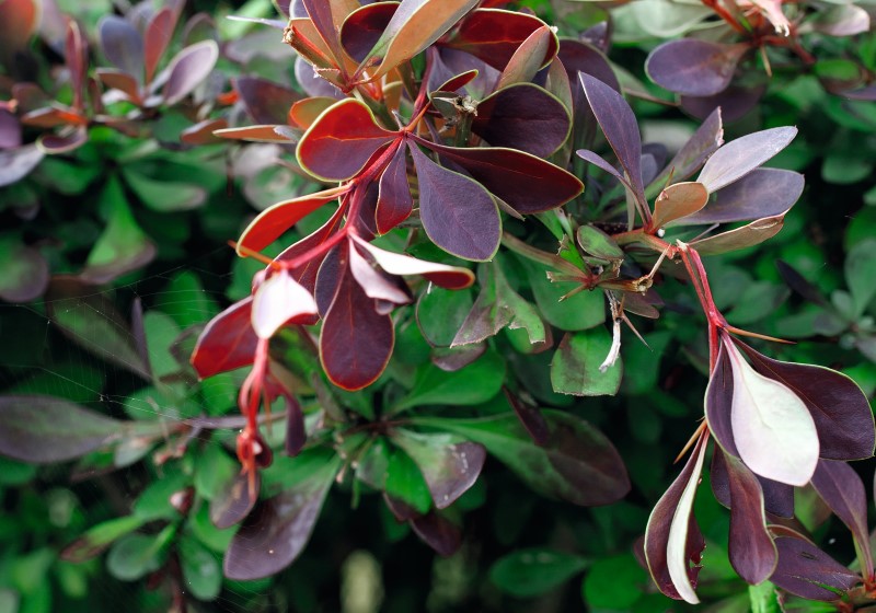 Berberis_i_text.jpg