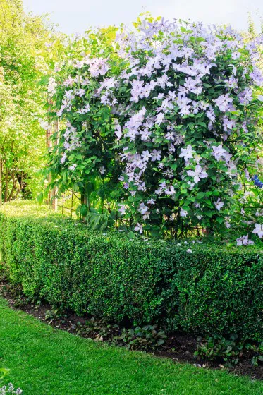 Clematis ÔÇÖBlue AngelÔÇÖ och Buxbom_9174.jpg