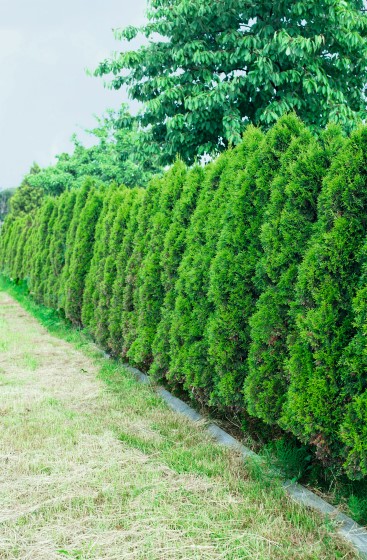 Thuja_2194.jpg
