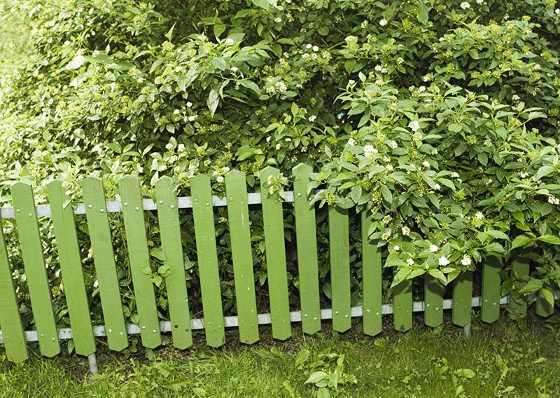 Grönt staket i lummig miljö