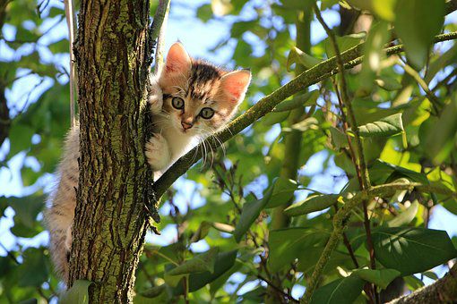 Kattunge fast i träd