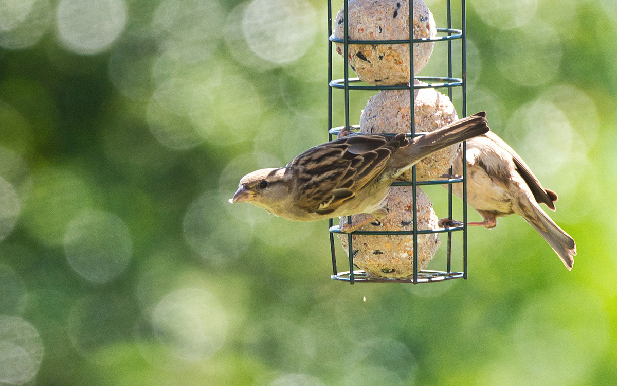 Fåglar äter talgbollar