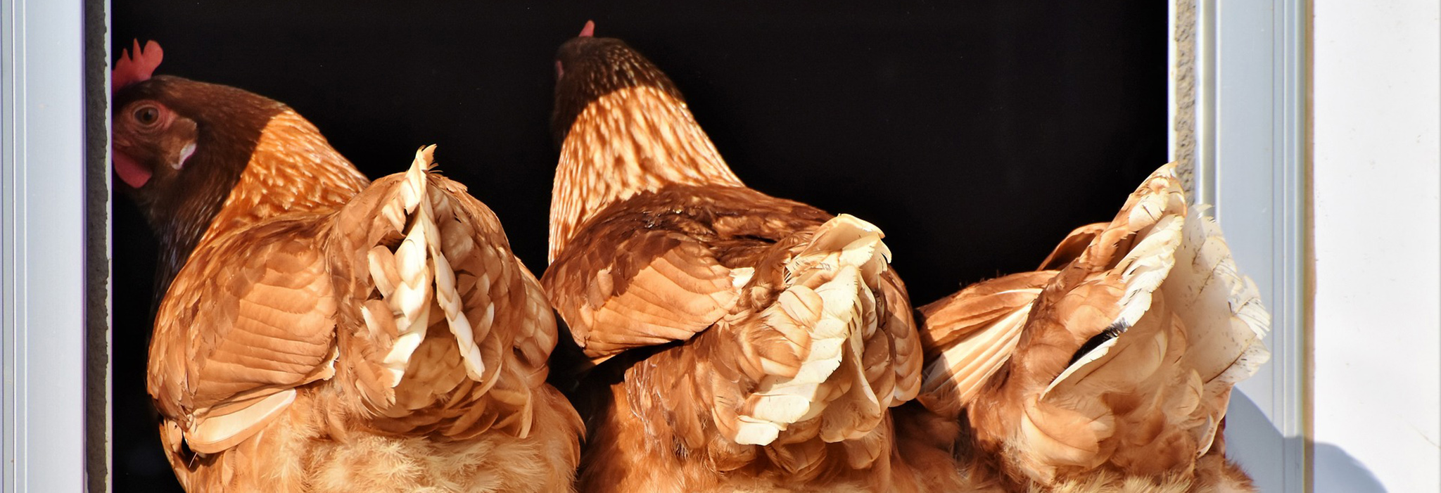 Tre bruna hönor i dörrkarm