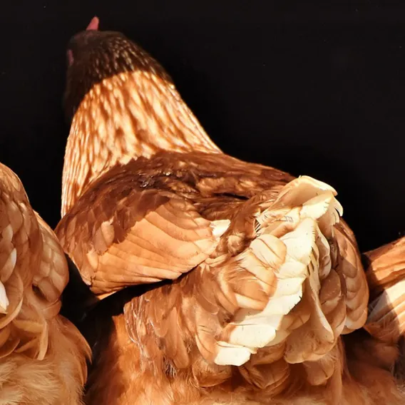 Tre bruna hönor i dörrkarm