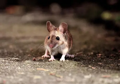 mus som springer