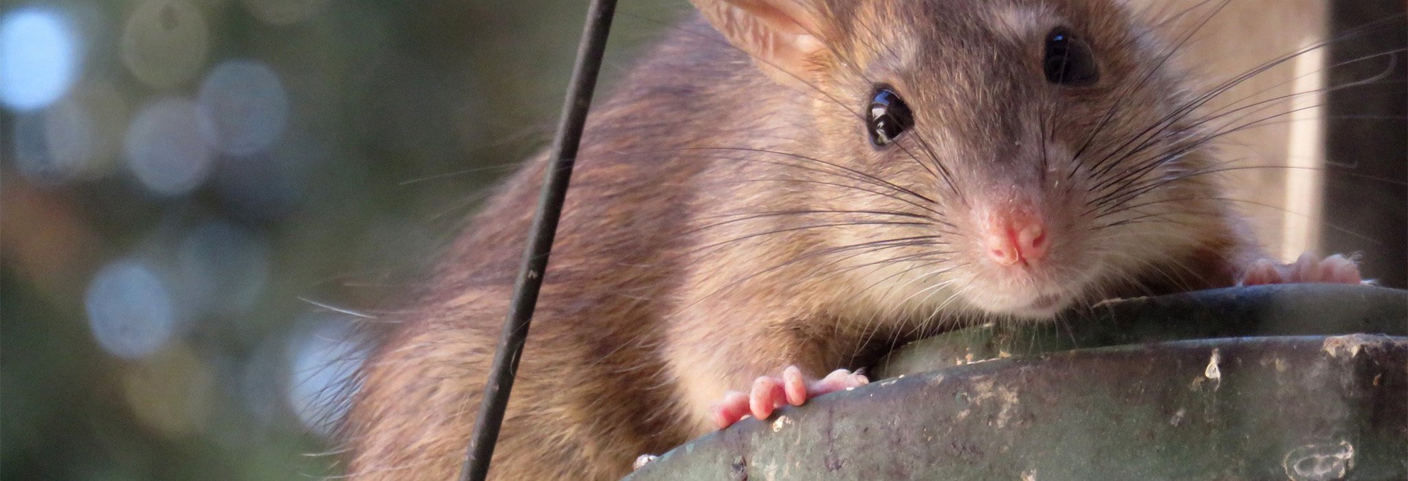 Råtta som sitter på en utelampa