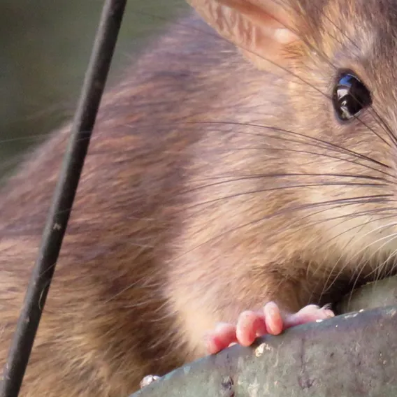 Råtta som sitter på en utelampa