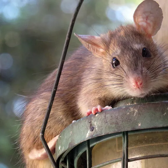 Råtta som sitter på en utelampa