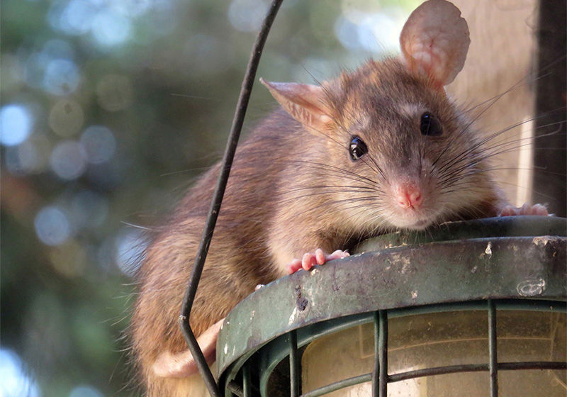 Råtta som sitter på en utelampa