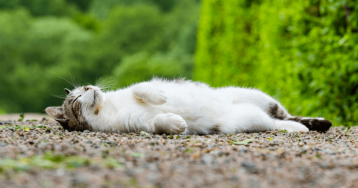 Katter effektiva mot möss