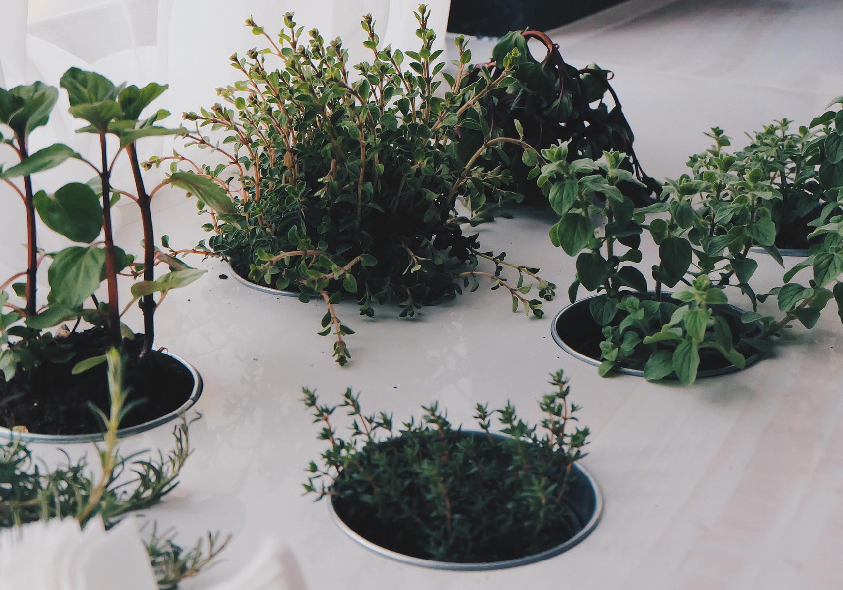 Gröna växter i krukor