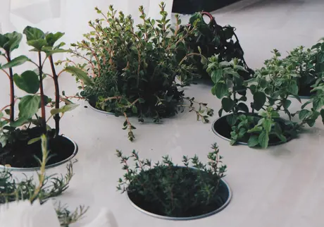 Gröna växter i krukor