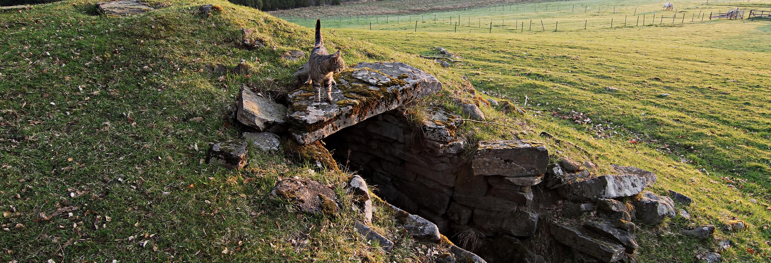 Jordkällare med katt på gräs