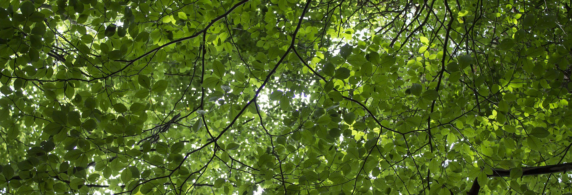 Träd med gröna löv