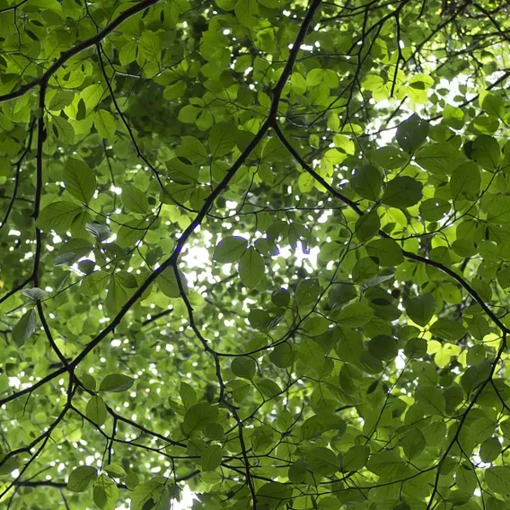 Träd med gröna löv