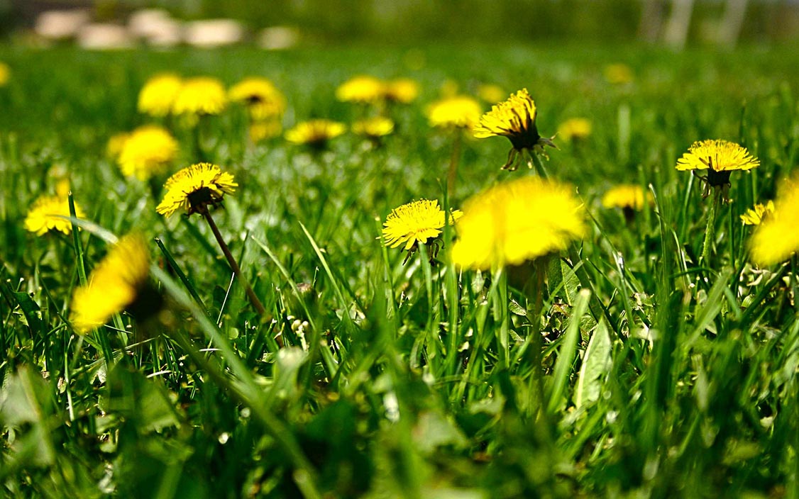 Maskrosor på gräss 1200x750.jpg