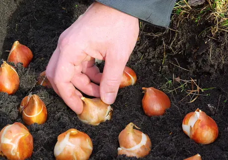 Hand planterar lökar i jord