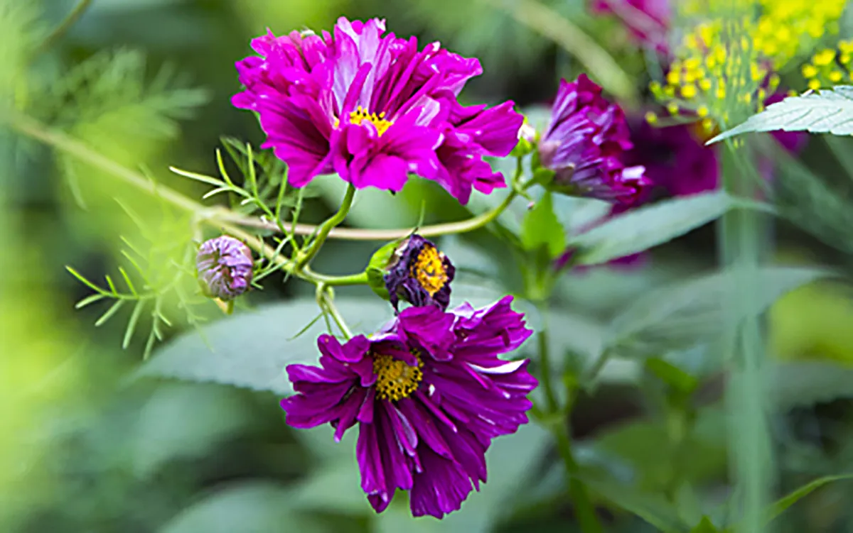 Rosenskära Rosenskära