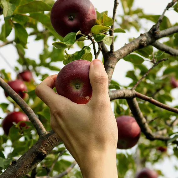 Hand tar rött äpple från gren