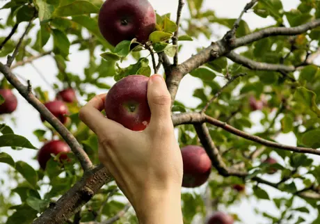 Hand tar rött äpple från gren