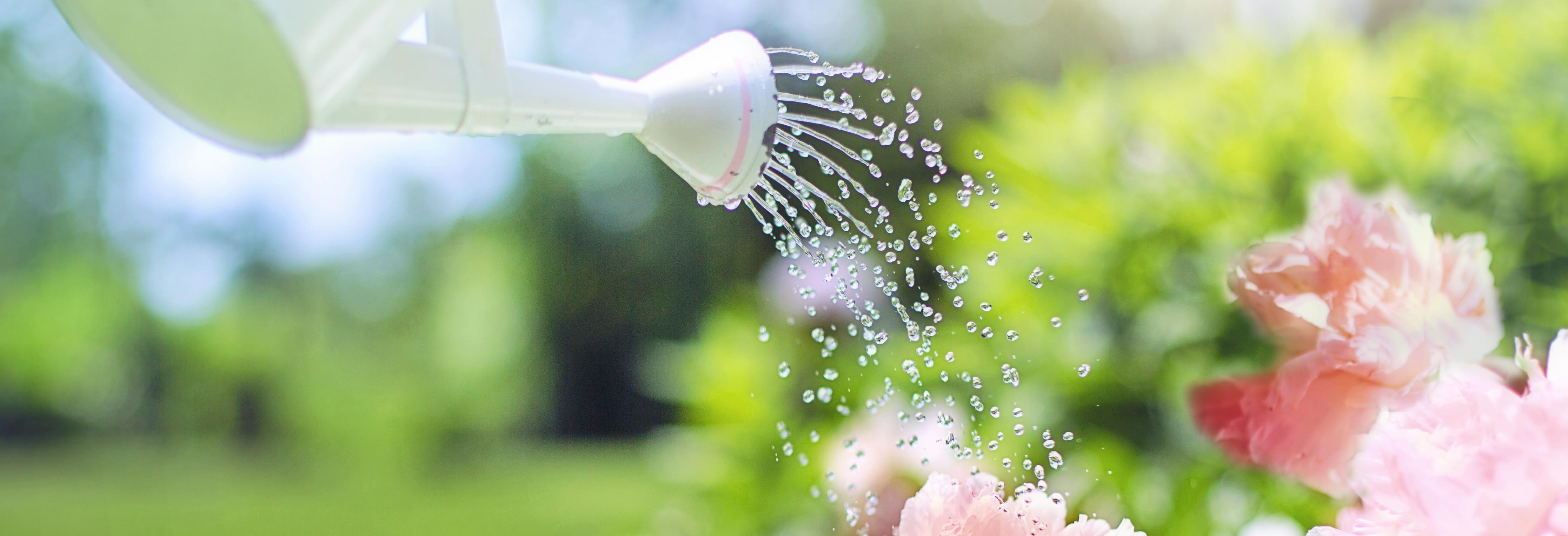 Vattenkanna vattnar rosa blommor