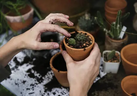 Händer planterar kaktus i liten kruka
