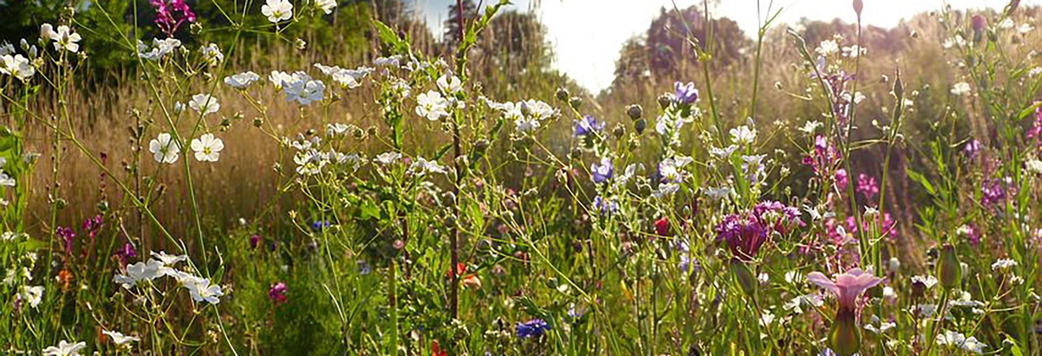 Vilda blommor på sommaräng