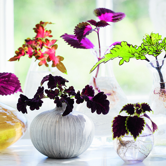 Lila och gröna sticklingar