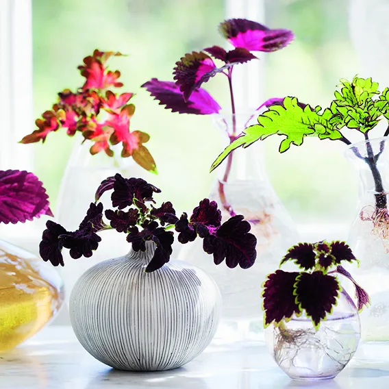 Lila och gröna sticklingar