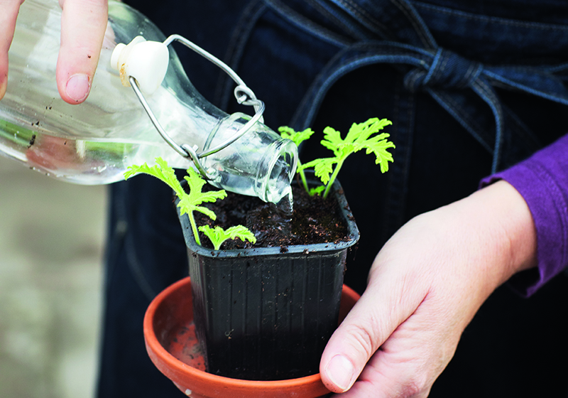 Vattnar sticklingar i plastkruka