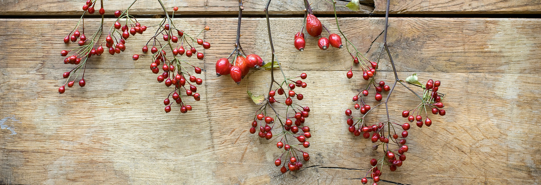 Torkade nyponkvistar