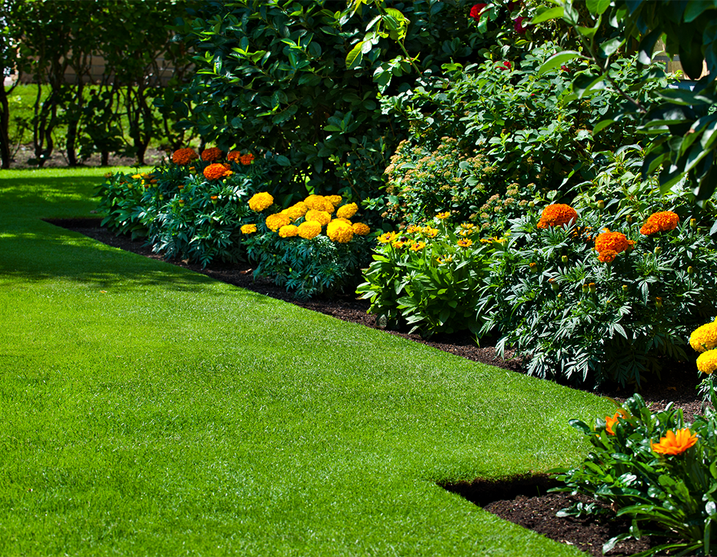 Gräsmatta och blommor