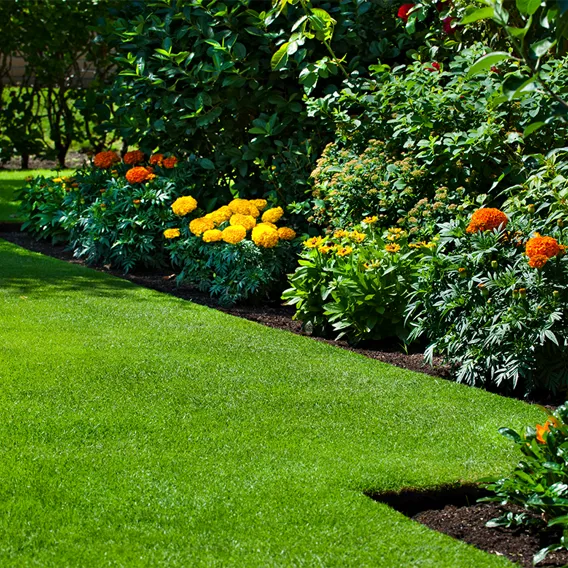 Gräsmatta och blommor