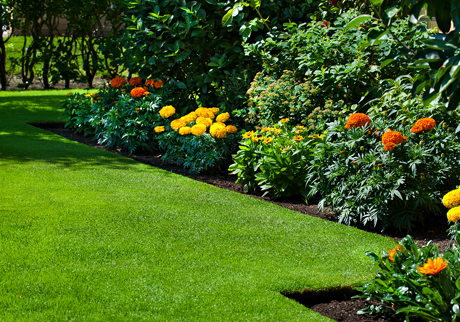 Gräsmatta och blommor